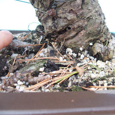 Bonsai im Freien - Pinus thunbergii - Thunberg-Kiefer - 5