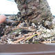 Bonsai im Freien - Pinus thunbergii - Thunberg-Kiefer - 5/6