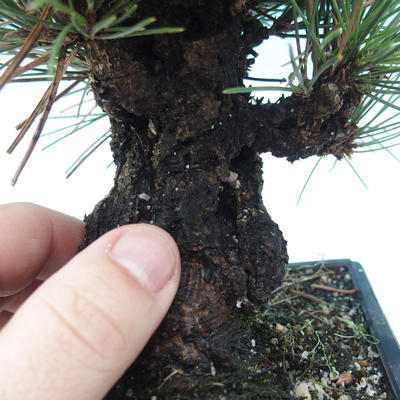 Outdoor-Bonsai - Pinus thunbergii corticosa - Kork Kiefer - 5