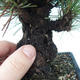 Outdoor-Bonsai - Pinus thunbergii corticosa - Kork Kiefer - 5/5