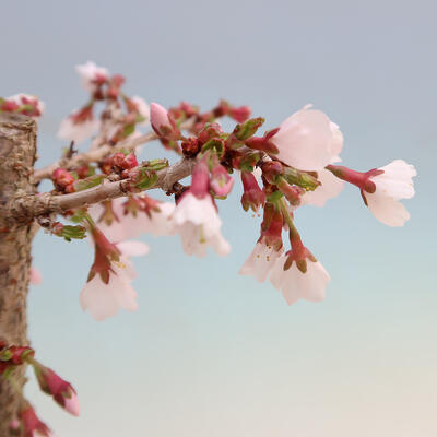 Bonsai im Freien - Prunus incisa Kojou-no mai-Pflaume geschnitten - 5