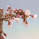 Bonsai im Freien - Prunus incisa Kojou-no mai-Pflaume geschnitten - 5/6