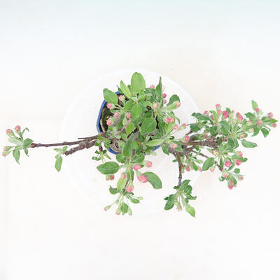 Freilandbonsai - Malus halliana - Kleinfrüchtiger Apfelbaum - 5