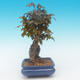 Shohin - Ahorn-Acer burgerianum auf Felsen - 5/6