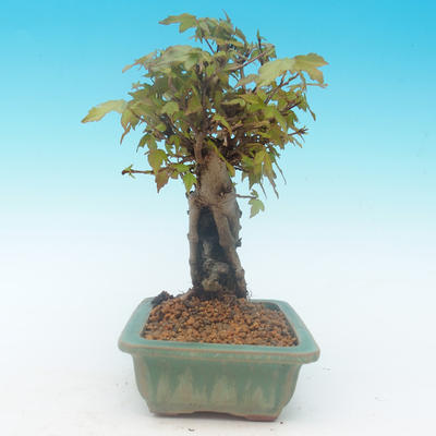 Shohin - Ahorn-Acer burgerianum auf Felsen - 5