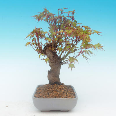 Shohin - Ahorn-Acer palmatum - 5