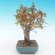 Shohin - Ahorn-Acer palmatum - 5/6