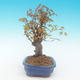 Shohin - Ahorn-Acer palmatum - 5/6