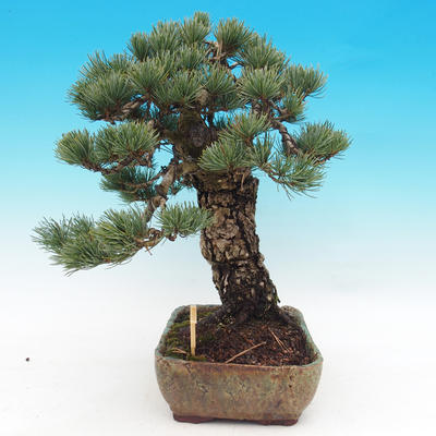 Outdoor-Bonsai - parviflora Kiefer - Pinus parviflora - 5