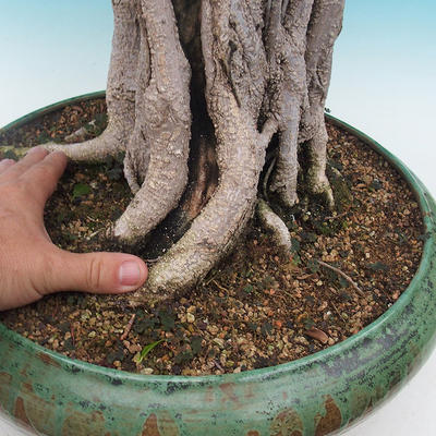 Zimmer Bonsai - Ficus kimmen - malolistý Ficus - 5