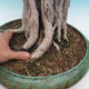 Zimmer Bonsai - Ficus kimmen - malolistý Ficus - 5/5