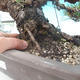 Pinus thunbergii - Kiefer thunbergova - 5/5