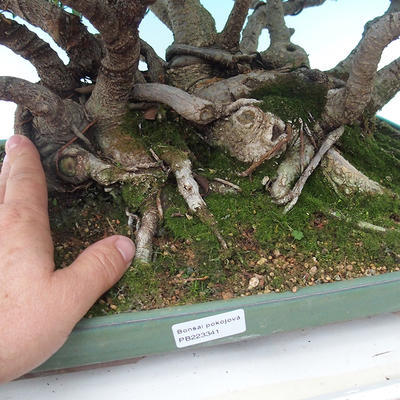 Zimmer Bonsai - Ficus kimmen - malolistý Ficus - 5