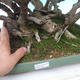 Zimmer Bonsai - Ficus kimmen - malolistý Ficus - 5/5