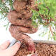 Outdoor bonsai - Juniperus chinensis Itoigawa - Chinese juniper - 5/5
