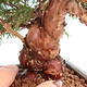 Outdoor bonsai - Juniperus chinensis Itoigawa - Chinese juniper - 5/5