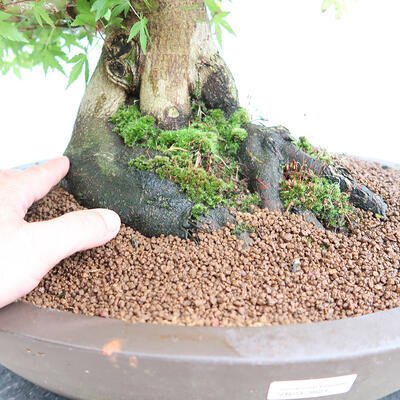 Bonsai im Freien – Ahorn – Acer palmatum – NUR PALETTENTRANSPORT - 5
