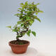 Outdoor bonsai - Pseudocydonia sinensis - Chinese quince - 5/5