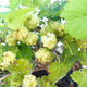 Outdoor-Bonsai - Morus alba - Mulberry - 5/5