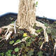 Innenbonsai - Buxus harlandii - Korkbuchsbaum - 5/7