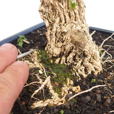 Innenbonsai - Buxus harlandii - Korkbuchsbaum - 5