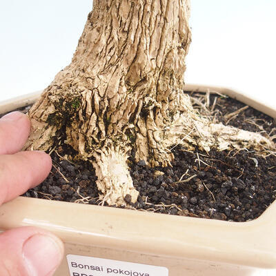 Innenbonsai - Buxus harlandii - Korkbuchsbaum - 5