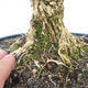 Innenbonsai - Buxus harlandii - Korkbuchsbaum - 5/7
