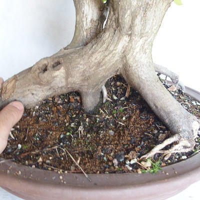 Bonsai im Freien Carpinus betulus- Hainbuche VB2020-485 - 5