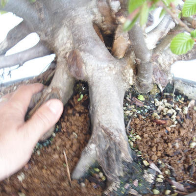 Bonsai im Freien Carpinus betulus-Hornbeam VB2020-487 - 5