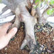 Bonsai im Freien Carpinus betulus-Hornbeam VB2020-487 - 5/5