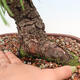 Outdoor-Bonsai - Larix decidua - Lärche abfallend - 5/5