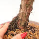 Outdoor-Bonsai - Juniperus chinensis Kishu - Chinesischer Wacholder - 5/5