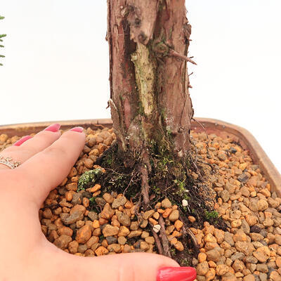 Outdoor-Bonsai - Juniperus chinensis Kishu - Chinesischer Wacholder - 5
