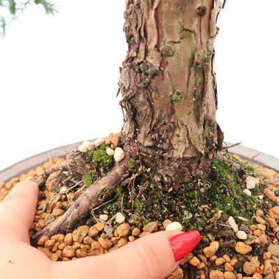 Outdoor-Bonsai - Juniperus chinensis Kishu - Chinesischer Wacholder - 5
