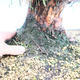 Yamadori Juniperus chinensis - Wacholder - 5/6