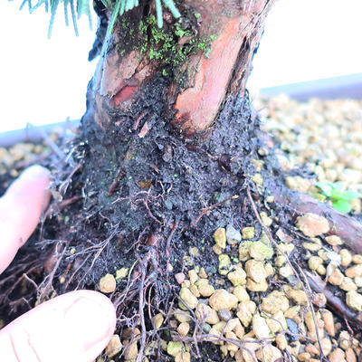 Yamadori Juniperus chinensis - Wacholder - 5