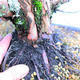 Yamadori Juniperus chinensis - Wacholder - 5/6