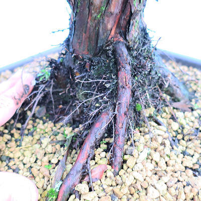 Yamadori Juniperus chinensis - Wacholder - 5