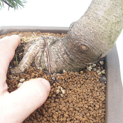 Bonsai im Freien - Pinus mugo - Kniende Kiefer - 5