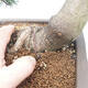 Bonsai im Freien - Pinus mugo - Kniende Kiefer - 5/5