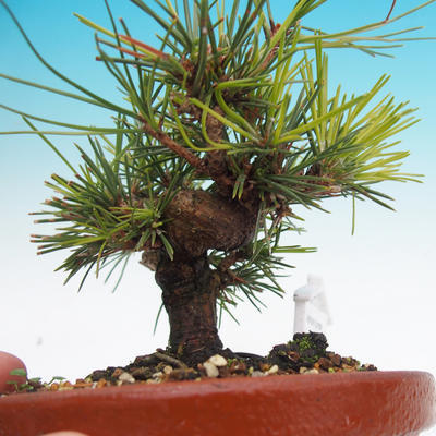 Pinus thunbergii - Thunbergova Kiefer - 5