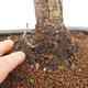 Bonsai im Freien - Pinus sylvestris Watereri - Waldkiefer - 5/5