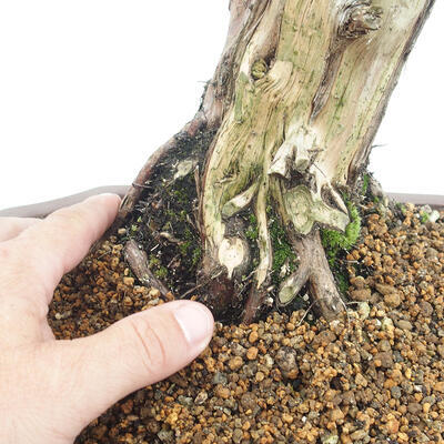 Bonsai im Freien - Juniperus chinensis - chinesischer Wacholder - 5