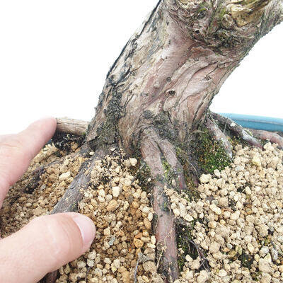 Bonsai im Freien - Juniperus chinensis - chinesischer Wacholder - 5