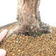 Bonsai im Freien - Juniperus chinensis - chinesischer Wacholder - 5/6