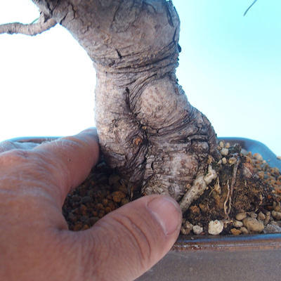 Pinus thunbergii - Thunbergkiefer - 5