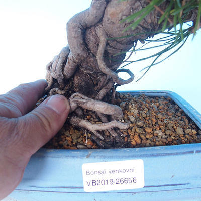 Pinus thunbergii - Thunbergkiefer - 5