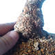 Outdoor-Bonsai -Carpinus CARPINOIDES - Koreanische Hainbuche - 5/5
