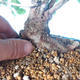 Outdoor-Bonsai -Carpinus CARPINOIDES - Koreanische Hainbuche - 5/5