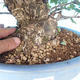 Bonsai im Freien - japanische Birne NASHI - Pyrus pyrifolia - 5/6